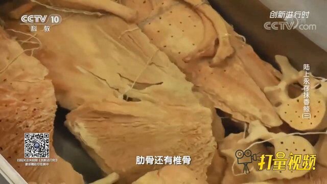 生物塑化技术能将生物永久保存,来看它是如何完成的