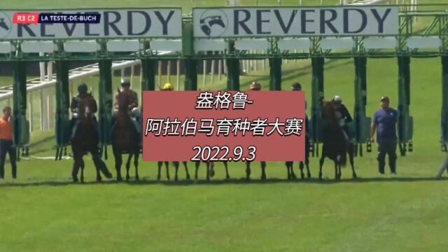 2022.9.3 盎格鲁阿拉伯马育种者大赛