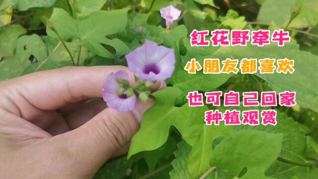 “红花野牵牛”观赏价值高,小朋友都喜欢!你喜欢吗?