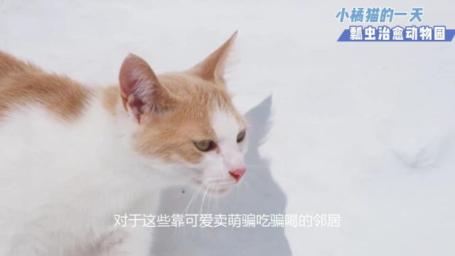 小橘猫的一天,4个月的小奶猫,离开妈妈独自生活