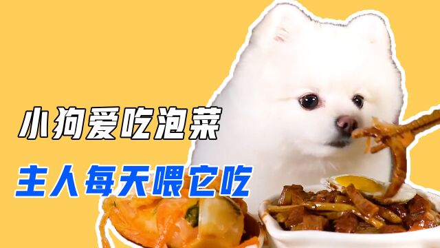 狗狗喜欢吃泡菜,主人每天喂给它吃