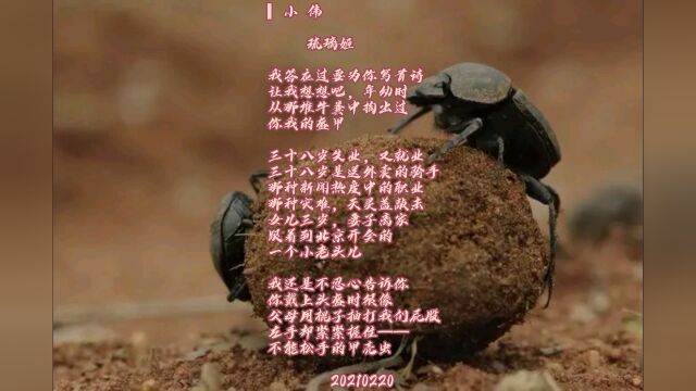 诗歌:《小伟》