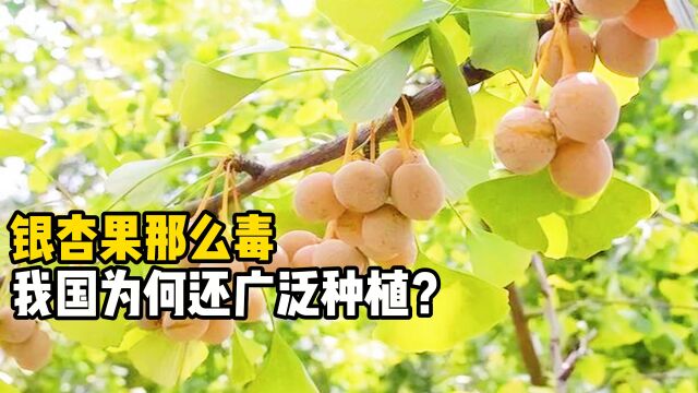 银杏果毒性有多强?20颗就能要人命,为何我国还用它搞绿化?