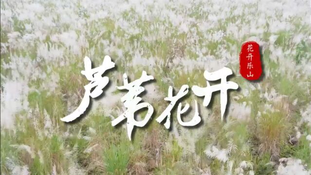 【花开乐山】乐山秋天的颜值 就在这片“海”里→