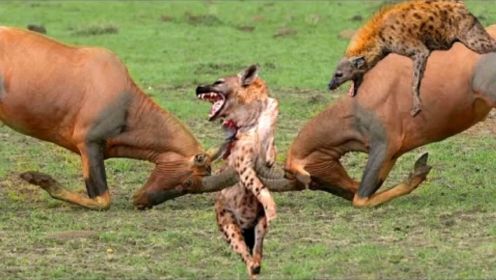 动物世界  鬣狗捕猎精彩合集