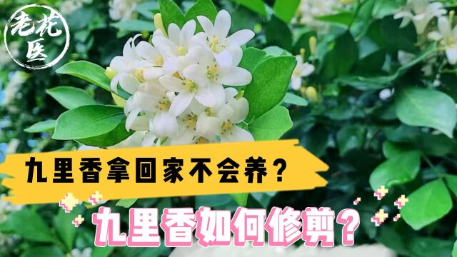 九里香拿回家不会养?九里香如何修剪?九里香养护教学!