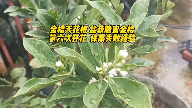 金桔天花板 盆栽脆蜜金桔第六次开花 保果失败经验