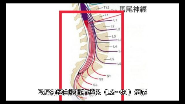 马尾神经损伤症状