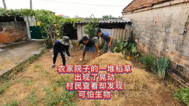 农家院子的一堆稻草出现了晃动,村民查看却发现可怕生物,好可怕