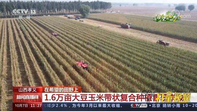 山西孝义1.6万亩大豆玉米带状复合种植喜获丰收