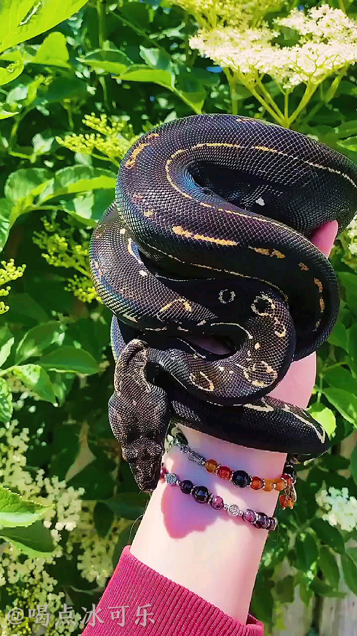 帅,黑钻树蟒 ._腾讯视频