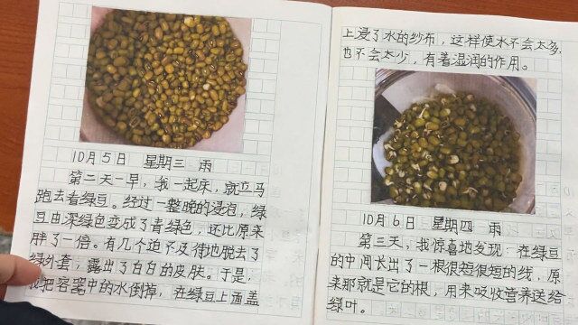 小学生作业观察“绿豆发芽”,成品太过惊艳获点赞,老师:平时做事很认真