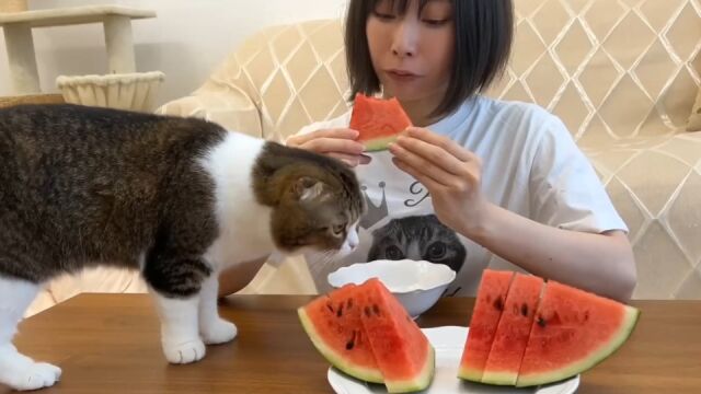 小猫咪可以吃西瓜吗.我家小猫跃跃欲试