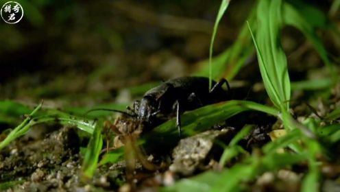 凶残青步甲虫深夜觅食，吃蚯蚓吃蝗虫吃竹节虫，最后反被刺猬吃掉