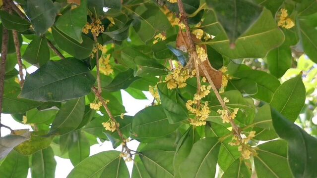 桂林市区桂花飘香与山水完美组合令人陶醉