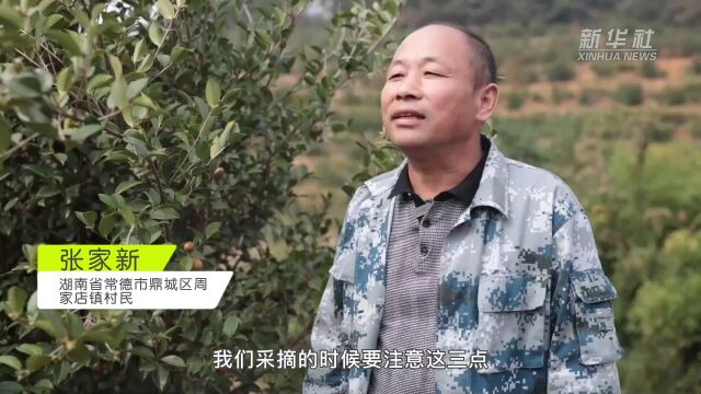 新华全媒+|湖南鼎城:万亩油茶迎采摘