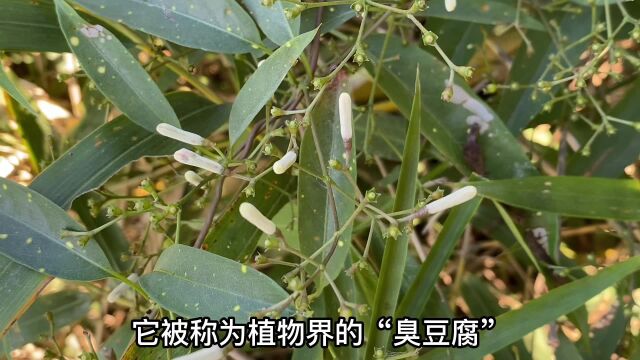 鸡屎藤被称为“土参”,你认识吗?