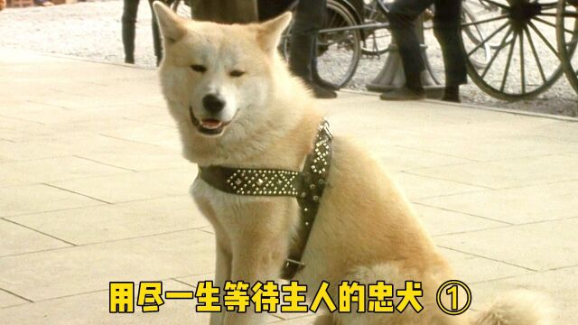 高分电影《忠犬八公》用尽一生等待一个永远回不来的人