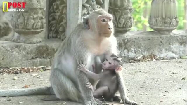 桑蒂诺真可怜!被猴妈暴打,为什么萨拉对这样的孩子!