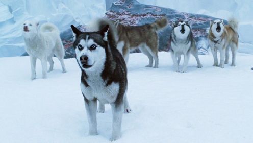 8只狗狗被丢在南极175天，主人回来后哭的不成样子！冒险电影