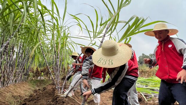 洋埠小学首届甘甜节