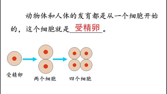 人教版七年级生物上册 2.2.2动物体的结构层次