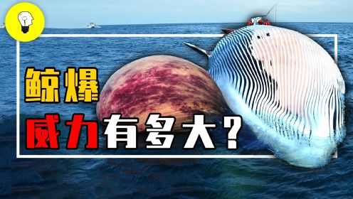 鲸爆的威力有多大？味道堪比生化武器，为什么鲸鱼死后会爆炸？