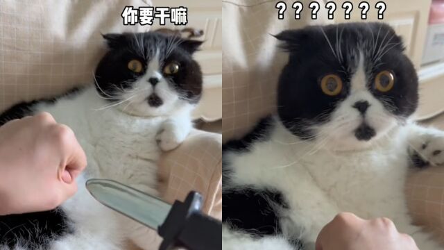 主人拿伸缩玩具刀逗猫,一刀下去猫猫吓出表情包:刁民想谋害朕