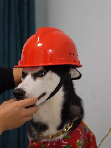 安全帽71都拯救不了的狗子