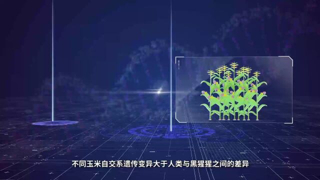 努力10年,上海这对科学家夫妇成功克隆野生玉米变异基因,让玉米重新变回高蛋白