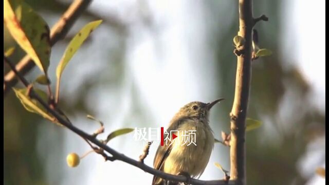 【视频】“中国最小的鸟”第三次现身荆州,爱鸟人士在环荆州古城国家湿地公园偶遇叉尾太阳鸟