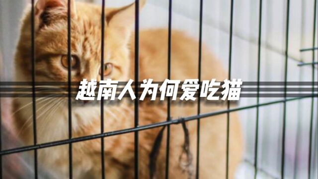 猫肉真的能吃吗?越南人为何那么爱吃猫