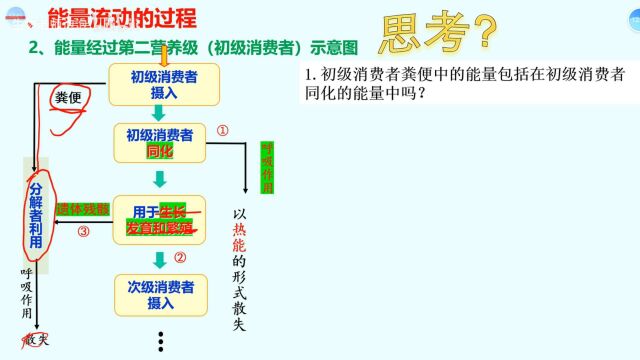 生态系统的能量流动1