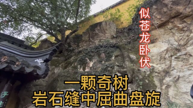 苏州一颗800年的古奇树,扎根于石壁岩峰之中,树身似一条苍龙卧伏,真乃人间奇景,你见过吗?