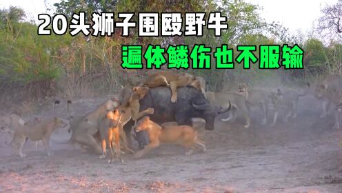 镜头记录狮群捕猎全过程，20只狮子同时出动，野牛无路可逃_高清1080P在线观看平台_腾讯视频}