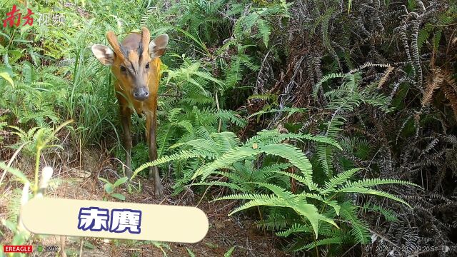 “理想家园”里的野生动植物