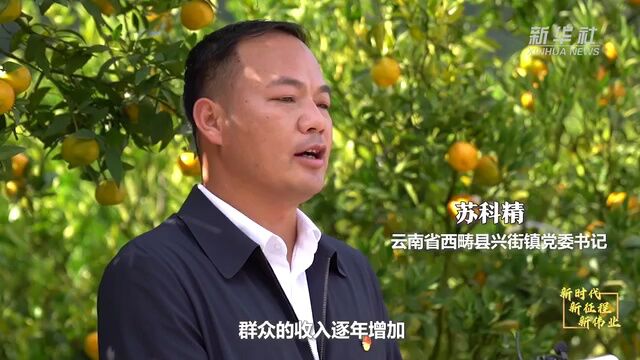 新时代新征程新伟业丨云南西畴:柑橘红枝头 日子甜心头