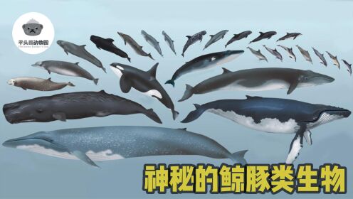 你对鲸鱼和海豚了解多少？今天为你盘点你没见过的鲸豚类生物