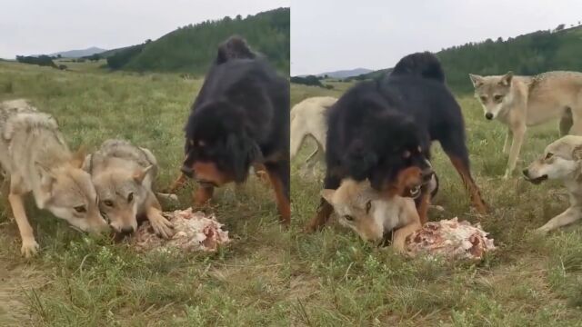 犬中之王!凶勇藏獒保护恩狼不被欺负,轻松压制狼群