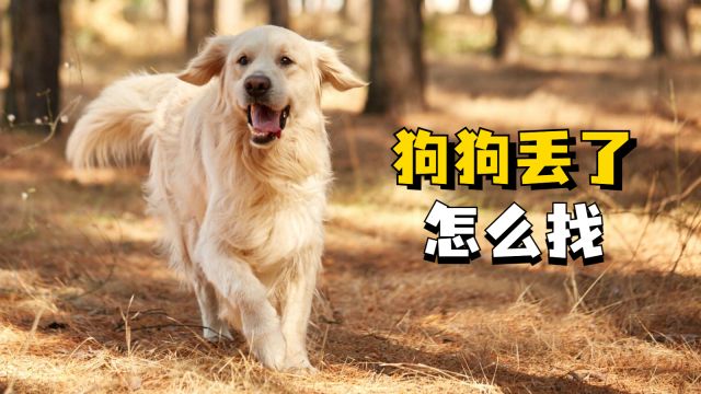 狗狗走丢怎么办?三个方法教你快速找狗