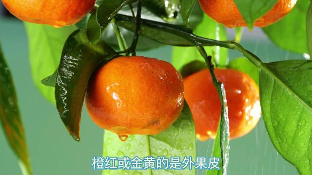 田坤道科普:橘子瓣上的白丝可以食用吗?