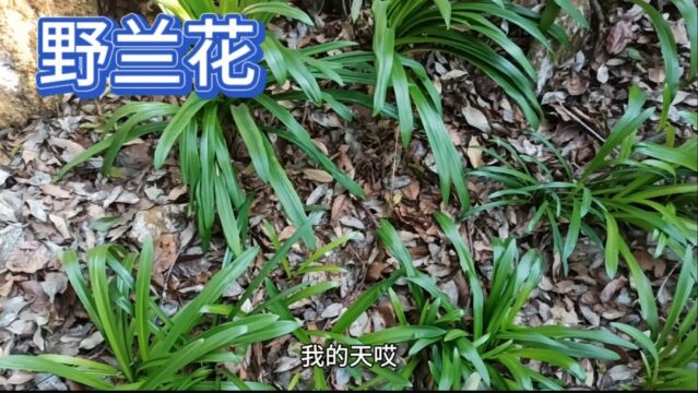 这就是国家二级保护植物野兰花