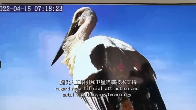 生物多样性优秀案例(22):黑龙江洪河国家级自然保护区东方白鹳保护