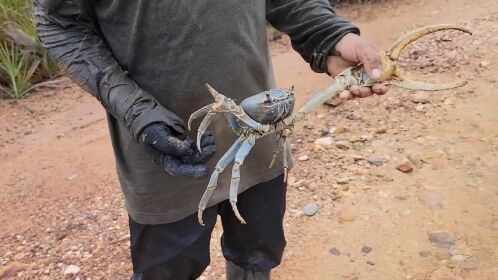 这种长像骷髅的螃蟹02你肯定没有见过,钳子能夹住成年人手臂.