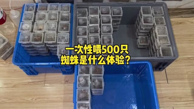 一次性喂500只蜘蛛是什么体验?那么问题来了,你们觉得我一个人一天能喂多少蜘蛛?#爬宠 #饲养员日常 #蜘蛛