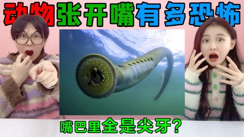 动物“张开嘴巴”有多恐怖？鳗鱼VS变色龙，舌头伸出来全是尖牙！