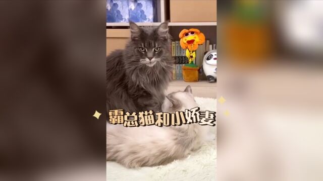 霸总猫和小娇妻的故事