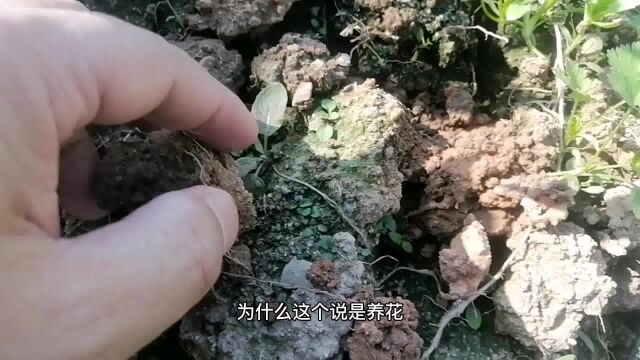 比泥炭土好!“酸土”随便挖,养蓝莓、茶花、栀子花!