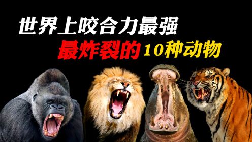10种咬合力最强性格最凶猛动物，你见过一口下去就能咬穿汽车的吗？_高清1080P在线观看平台_腾讯视频