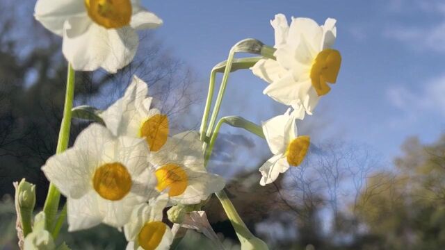 【风中的水仙】新年献礼片